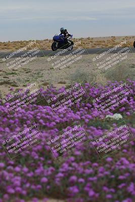media/Jan-14-2023-SoCal Trackdays (Sat) [[497694156f]]/Turn 14 Exit Bloomig (145pm)/